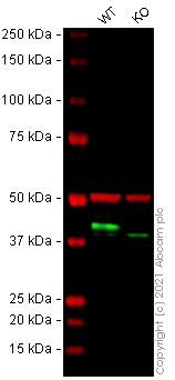 Western blot - Anti-hnRNP D/AUF1 antibody [EPR24001-12] (AB259895), expandable thumbnail
