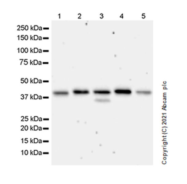 Western blot - Anti-hnRNP D/AUF1 antibody [EPR24001-12] (AB259895), expandable thumbnail