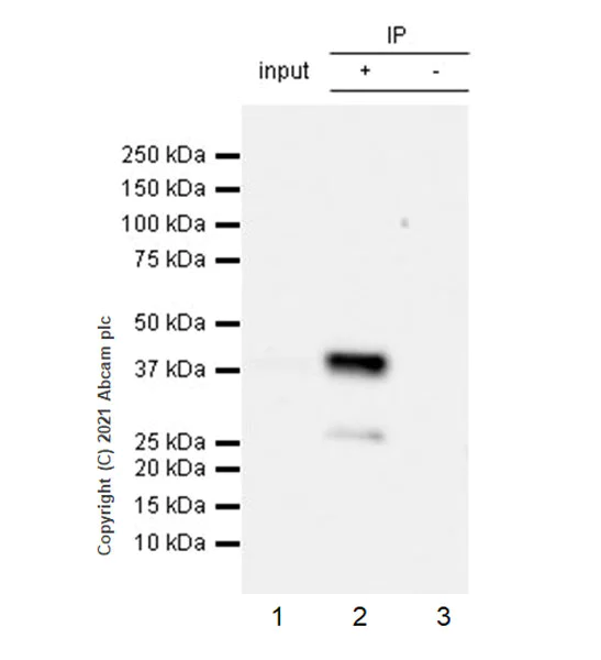 Immunoprecipitation - Anti-hnRNP D/AUF1 antibody [EPR24001-12] - BSA and Azide free (AB282018)
