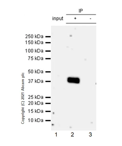 Immunoprecipitation - Anti-hnRNP D/AUF1 antibody [EPR24001-12] - BSA and Azide free (AB282018)
