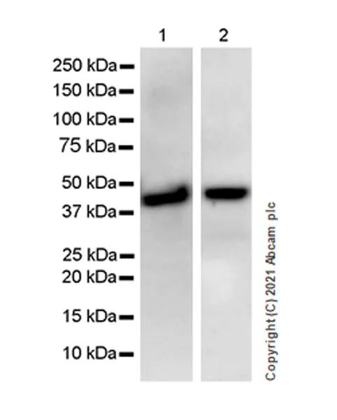Western blot - Anti-hnRNP D/AUF1 antibody [EPR24001-12] - BSA and Azide free (AB282018)
