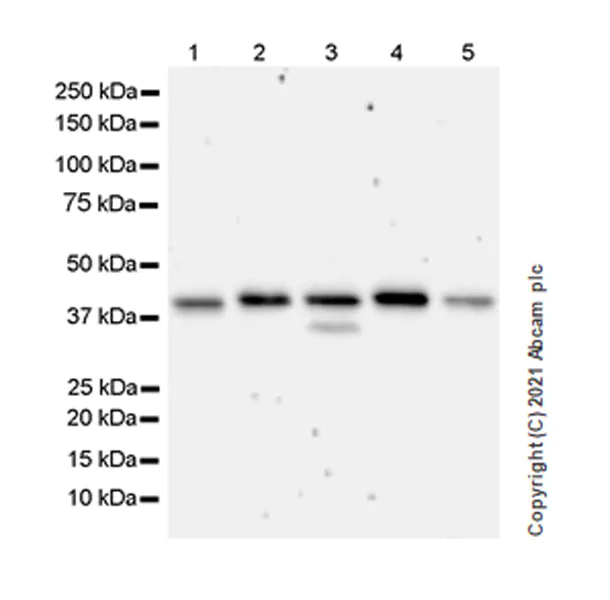 Western blot - Anti-hnRNP D/AUF1 antibody [EPR24001-12] - BSA and Azide free (AB282018)