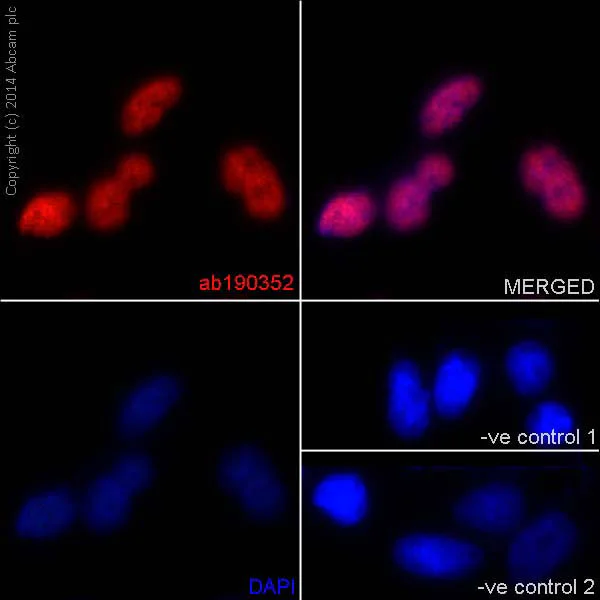 Immunocytochemistry/ Immunofluorescence - Anti-hnRNP G antibody [EPR16038] (AB190352)