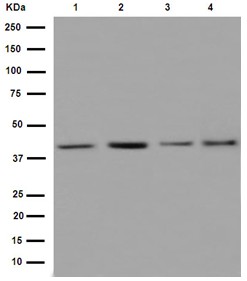 Western blot - Anti-hnRNP G antibody [EPR16038] (ab190352), expandable thumbnail
