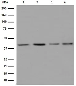 Western blot - Anti-hnRNP G antibody [EPR16038] (AB190352)