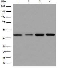 Western blot - Anti-hnRNP G antibody [EPR16038] (AB190352), expandable thumbnail