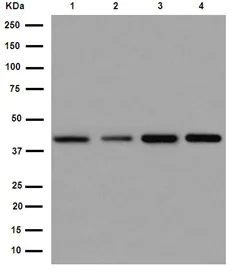 Western blot - Anti-hnRNP G antibody [EPR16038] (AB190352)