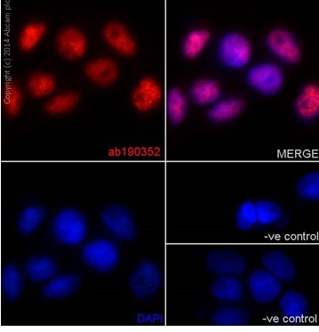 Immunocytochemistry/ Immunofluorescence - Anti-hnRNP G antibody [EPR16038] - BSA and Azide free (AB238987), expandable thumbnail