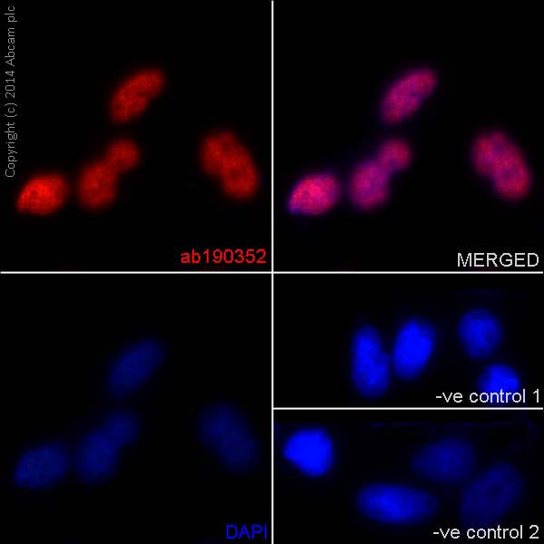 Immunocytochemistry/ Immunofluorescence - Anti-hnRNP G antibody [EPR16038] - BSA and Azide free (AB238987), expandable thumbnail