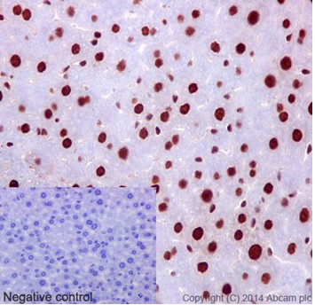 Immunohistochemistry (Formalin/PFA-fixed paraffin-embedded sections) - Anti-hnRNP G antibody [EPR16038] - BSA and Azide free (AB238987), expandable thumbnail