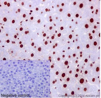 Immunohistochemistry (Formalin/PFA-fixed paraffin-embedded sections) - Anti-hnRNP G antibody [EPR16038] - BSA and Azide free (AB238987)