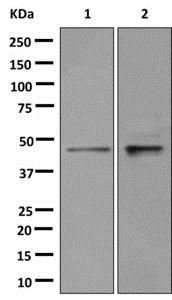 Western blot - Anti-hnRNP G-T antibody [EPR12593-14] (AB178429), expandable thumbnail