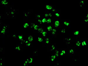 Immunocytochemistry/ Immunofluorescence - Anti-hnRNP G-T antibody [EPR12593] (AB175228)