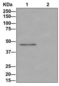 Immunoprecipitation - Anti-hnRNP G-T antibody [EPR12593] (AB175228)