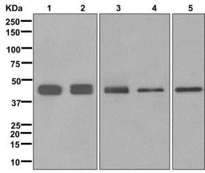 Western blot - Anti-hnRNP G-T antibody [EPR12593] (AB175228)
