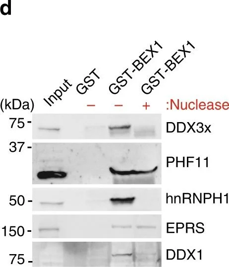 Western blot - Anti-hnRNP H antibody (AB10374)