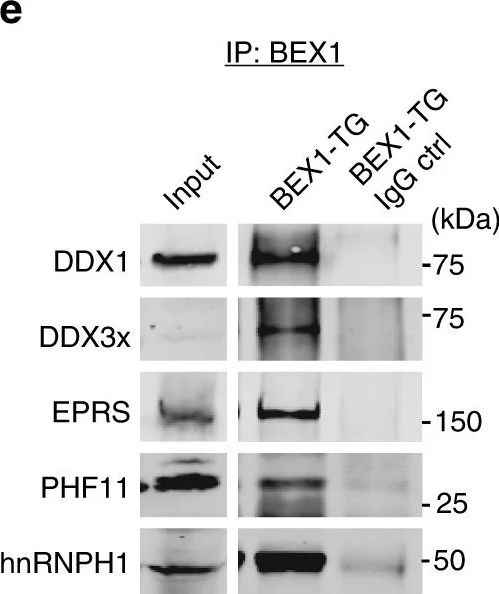 Western blot - Anti-hnRNP H antibody (AB10374)