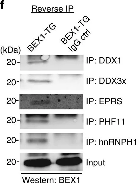 Western blot - Anti-hnRNP H antibody (AB10374)
