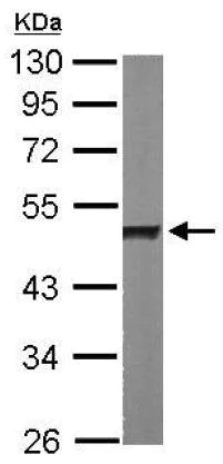 Western blot - Anti-hnRNP H antibody (AB154894)