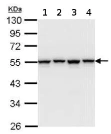Western blot - Anti-hnRNP H antibody (AB154894)