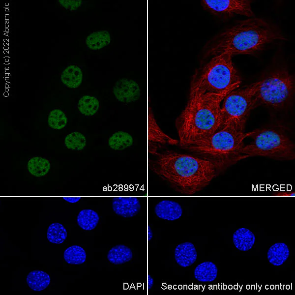 Immunocytochemistry/ Immunofluorescence - Anti-hnRNP H antibody [EPR25302-12] (AB289974)