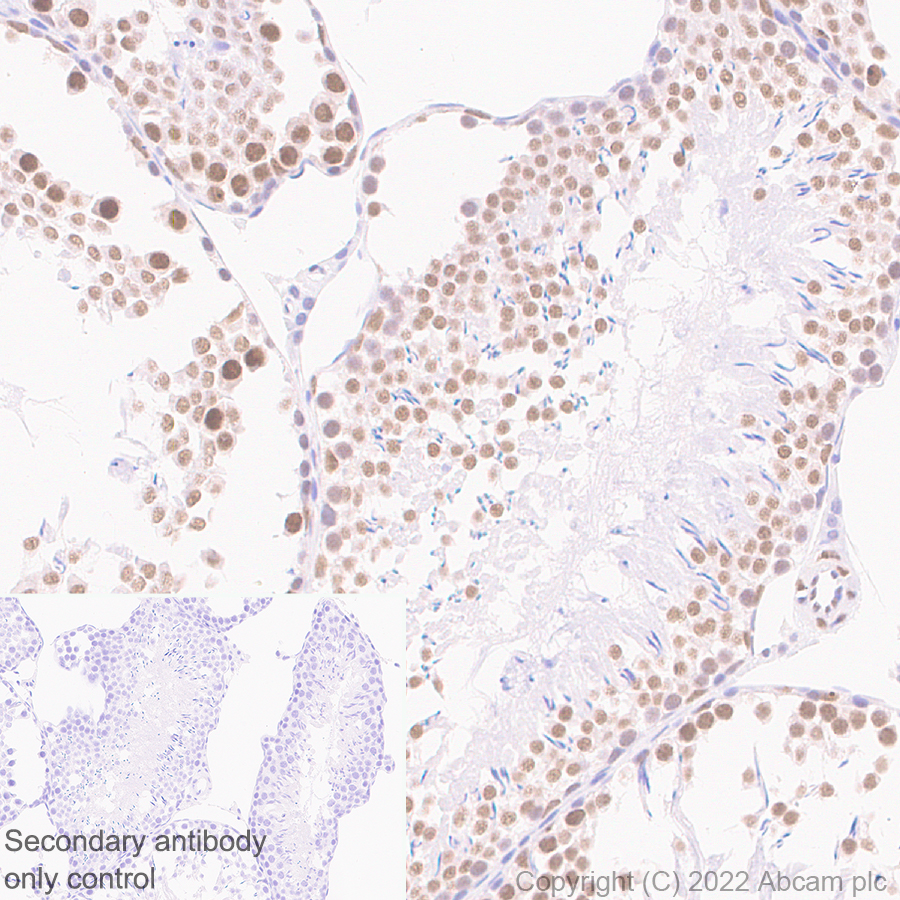 Immunohistochemistry (Formalin/PFA-fixed paraffin-embedded sections) - Anti-hnRNP H antibody [EPR25302-12] (AB289974)