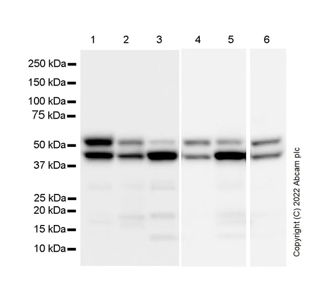 Western blot - Anti-hnRNP H antibody [EPR25302-12] (AB289974)