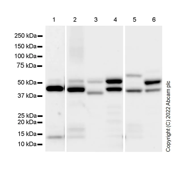 Western blot - Anti-hnRNP H antibody [EPR25302-12] (AB289974)