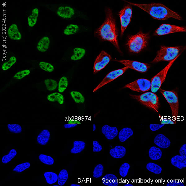 Immunocytochemistry/ Immunofluorescence - Anti-hnRNP H antibody [EPR25302-12] - BSA and Azide free (AB289999)