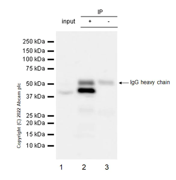 Immunoprecipitation - Anti-hnRNP H antibody [EPR25302-12] - BSA and Azide free (AB289999)