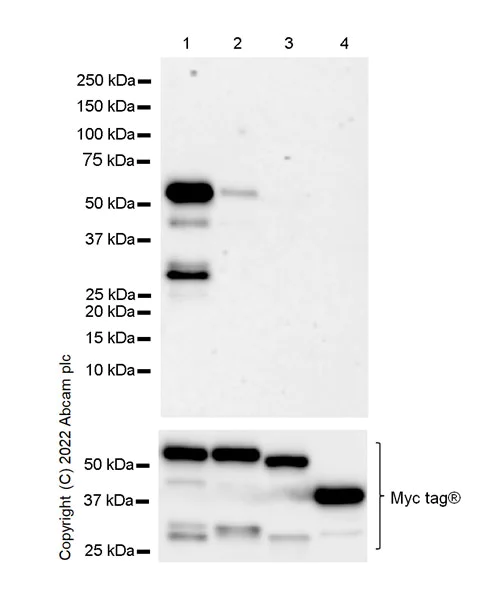 Western blot - Anti-hnRNP H antibody [EPR25302-12] - BSA and Azide free (AB289999)