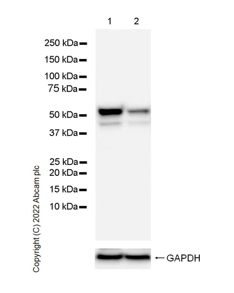 Western blot - Anti-hnRNP H antibody [EPR25302-12] - BSA and Azide free (AB289999)