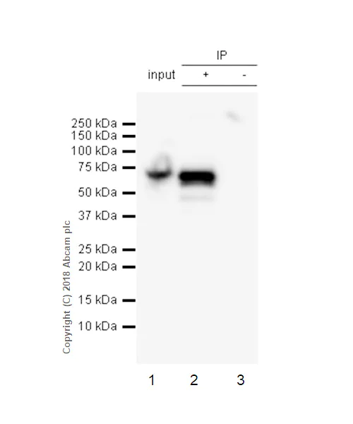 Immunoprecipitation - Anti-hnRNP K antibody [EP943Y] - BSA and Azide free (AB220996)