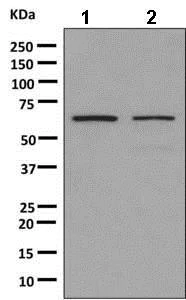 Western blot - Anti-hnRNP K antibody [EPR10933] - BSA and Azide free (AB249265)