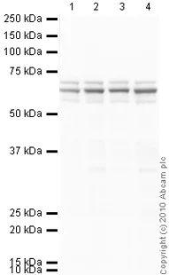 Western blot - Anti-hnRNP L antibody [4D11] (AB6106)