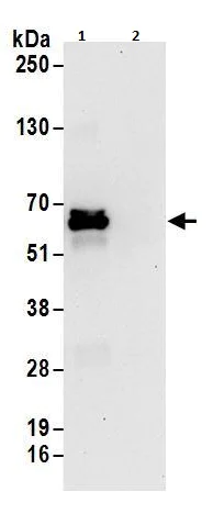 Immunoprecipitation - Anti-hnRNP L antibody (AB264340)