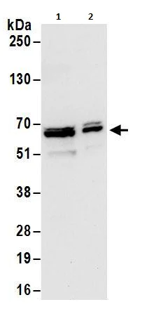 Western blot - Anti-hnRNP L antibody (AB264340)