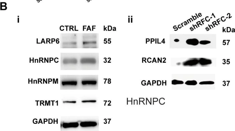 Western blot - Anti-hnRNP M1-M4 antibody [EPR13509(B)] (AB177957)