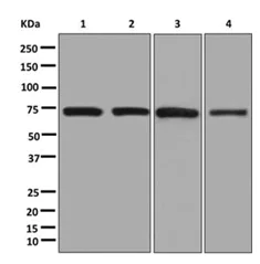 Western blot - Anti-hnRNP M1-M4 antibody [EPR13509(B)] (AB177957)