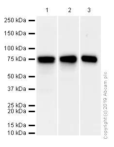 Western blot - Anti-hnRNP M1-M4 antibody [EPR13509(B)] (AB177957)