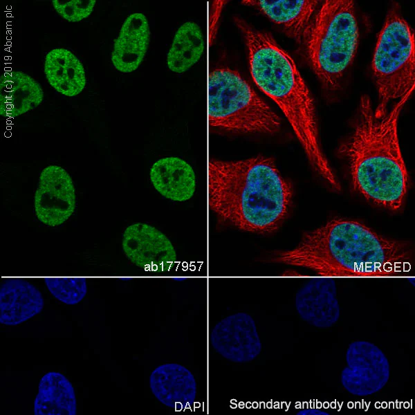 Immunocytochemistry/ Immunofluorescence - Anti-hnRNP M1-M4 antibody [EPR13509(B)] - BSA and Azide free (AB250027)