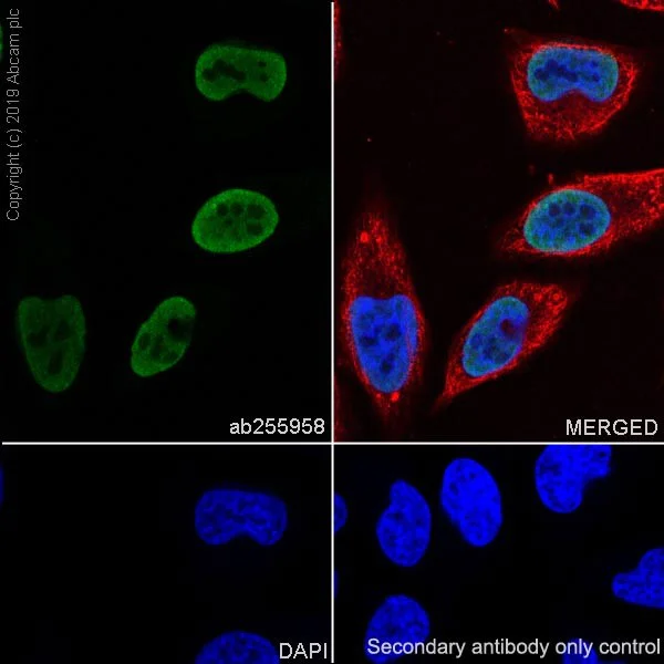 Immunocytochemistry/ Immunofluorescence - Anti-hnRNP M1-M4 antibody [HL374] - BSA and Azide free (AB264482)