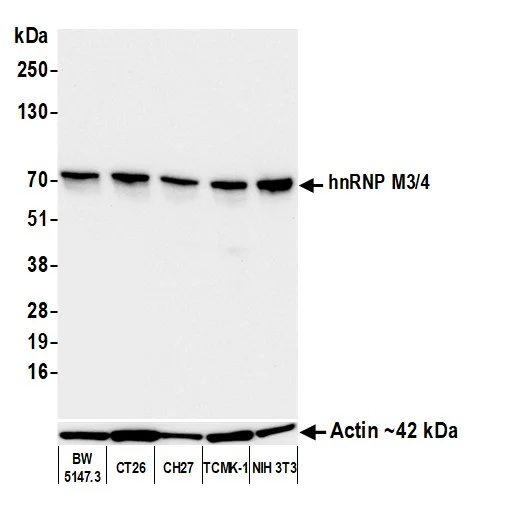 Western blot - Anti-hnRNP M3-M4 antibody [2A6-2H3] (AB128143)