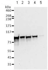 Western blot - Anti-hnRNP M3-M4 antibody [2A6-2H3] (AB128143)
