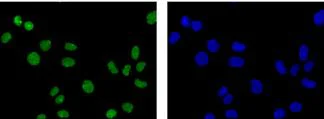 Immunocytochemistry/ Immunofluorescence - Anti-hnRNP Q antibody [EPR15096] - BSA and Azide free (AB250785)