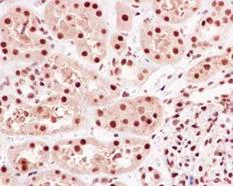 Immunohistochemistry (Formalin/PFA-fixed paraffin-embedded sections) - Anti-hnRNP Q antibody [EPR15096] - BSA and Azide free (AB250785)