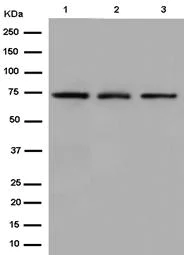 Western blot - Anti-hnRNP Q antibody [EPR15096] - BSA and Azide free (AB250785)