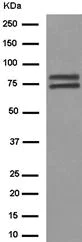 Western blot - Anti-hnRNP Q antibody [EPR15096] - BSA and Azide free (AB250785)
