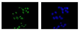 Immunocytochemistry/ Immunofluorescence - Anti-hnRNP Q antibody [EPR15096] - C-terminal (AB184946)