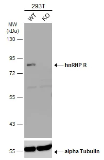 Western blot - Anti-hnRNP R antibody (AB151251)